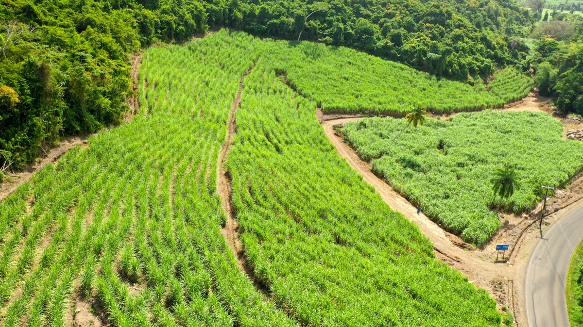 renegade rum, renegade rum distillery, renegade rum grenada, renegade rum distillery grenada, single cane rum, terroir driven rum, renegade rum cane fields, soils of grenada, caneco, sugar cane grenada, caribbean, mark reynier, a terroir-driven rum, terroir