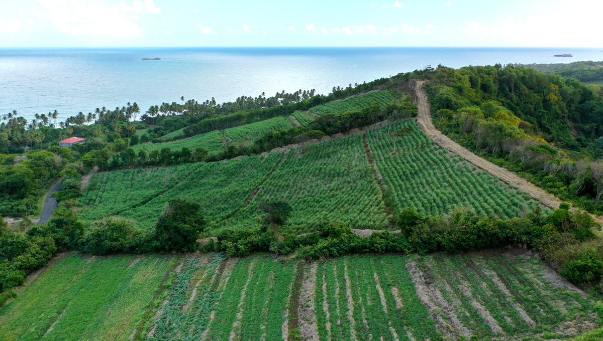 renegade rum, renegade rum distillery, renegade rum grenada, renegade rum distillery grenada, single cane rum, terroir driven rum, renegade rum cane fields, soils of grenada, caneco, sugar cane grenada, caribbean, mark reynier, a terroir-driven rum, terroir