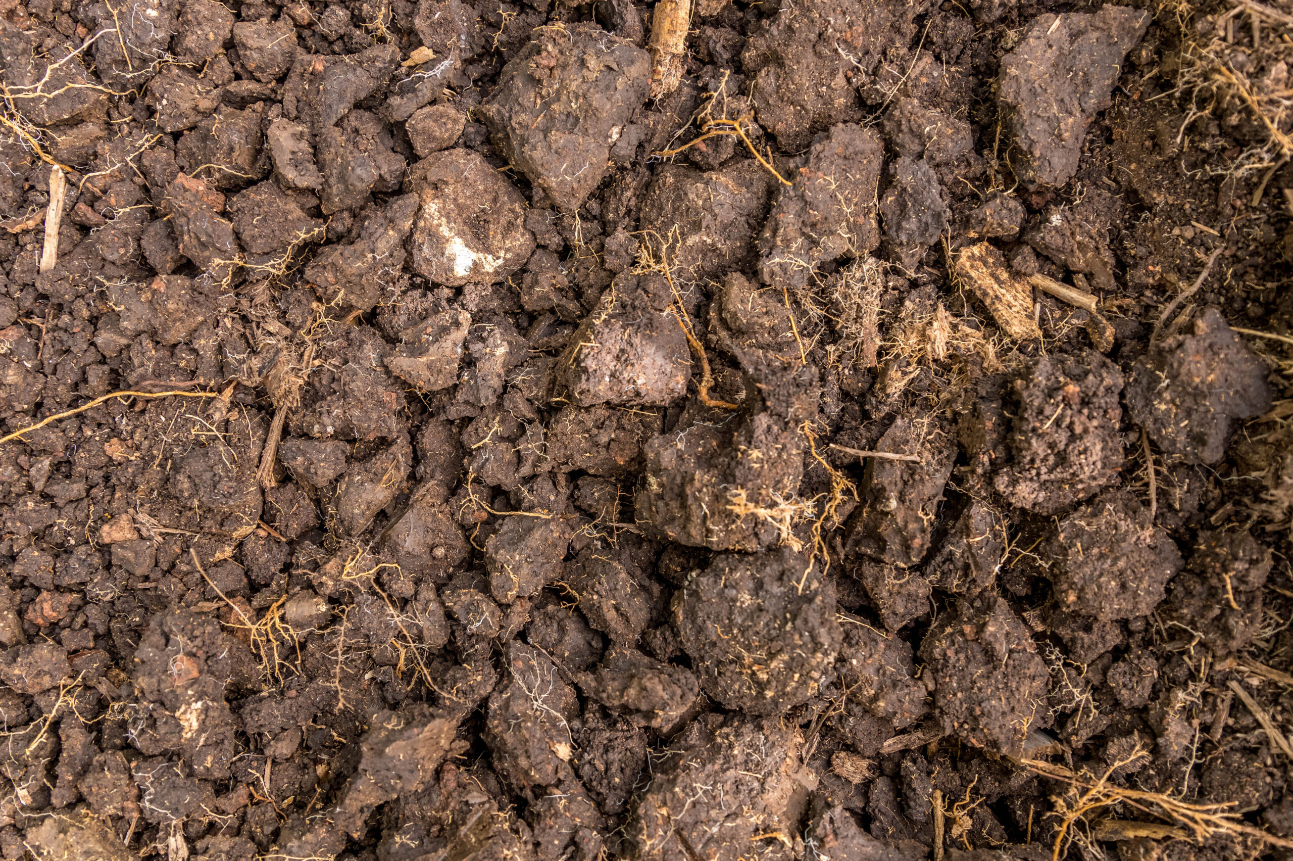 Clay Loam Soil