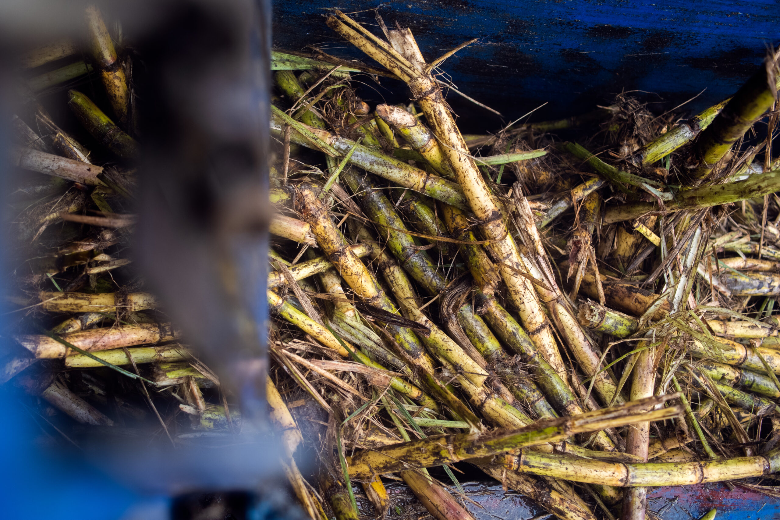 Freshly harvested cane goes straight to the mill